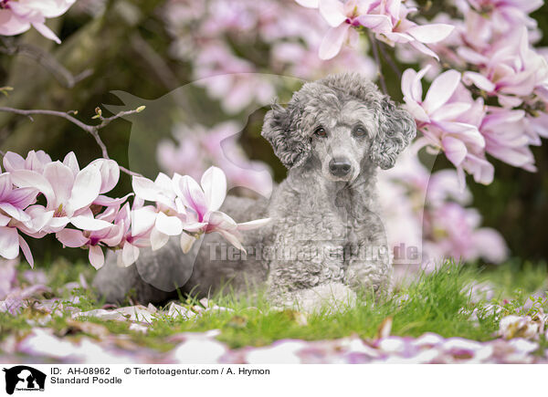 Kleinpudel / Standard Poodle / AH-08962