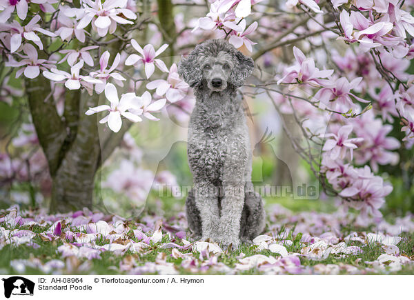 Kleinpudel / Standard Poodle / AH-08964