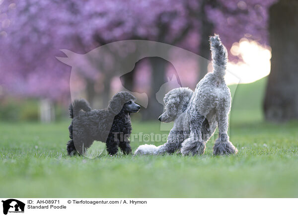Kleinpudel / Standard Poodle / AH-08971