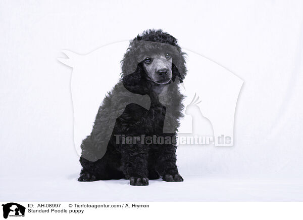 Kleinpudel Welpe / Standard Poodle puppy / AH-08997
