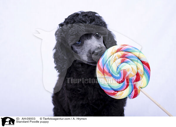 Kleinpudel Welpe / Standard Poodle puppy / AH-09003