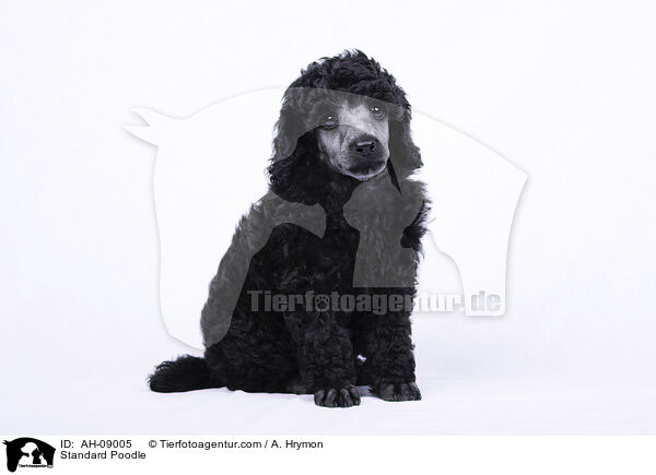 Kleinpudel / Standard Poodle / AH-09005
