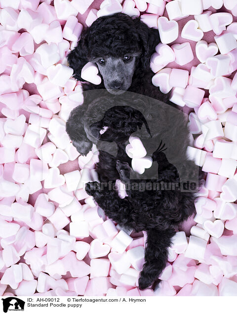 Kleinpudel Welpe / Standard Poodle puppy / AH-09012