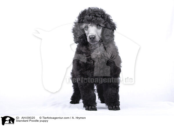 Kleinpudel Welpe / Standard Poodle puppy / AH-09020