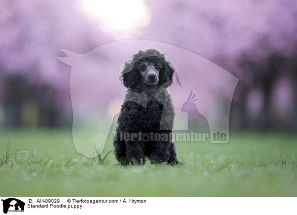 Kleinpudel Welpe / Standard Poodle puppy / AH-09029