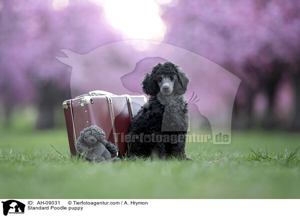 Kleinpudel Welpe / Standard Poodle puppy / AH-09031