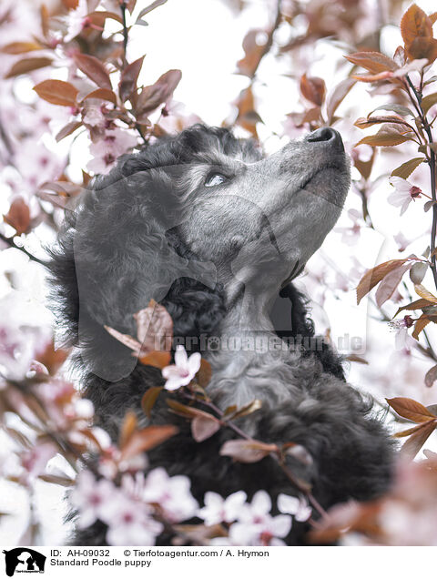 Kleinpudel Welpe / Standard Poodle puppy / AH-09032