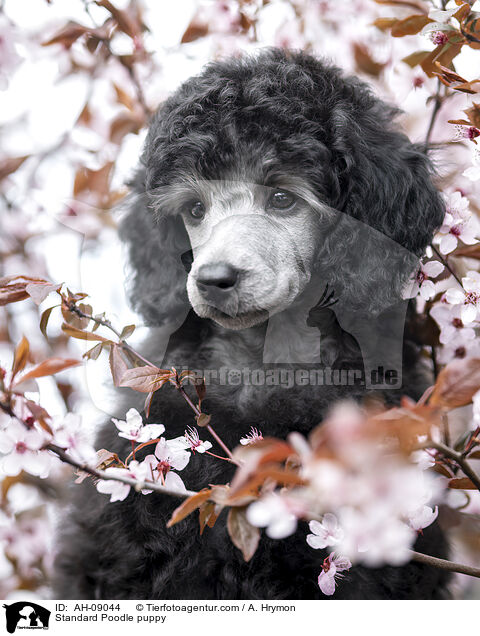 Kleinpudel Welpe / Standard Poodle puppy / AH-09044