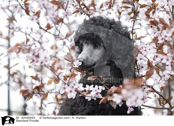 Kleinpudel / Standard Poodle / AH-09052