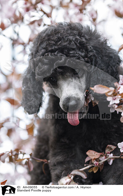 Kleinpudel Welpe / Standard Poodle puppy / AH-09055