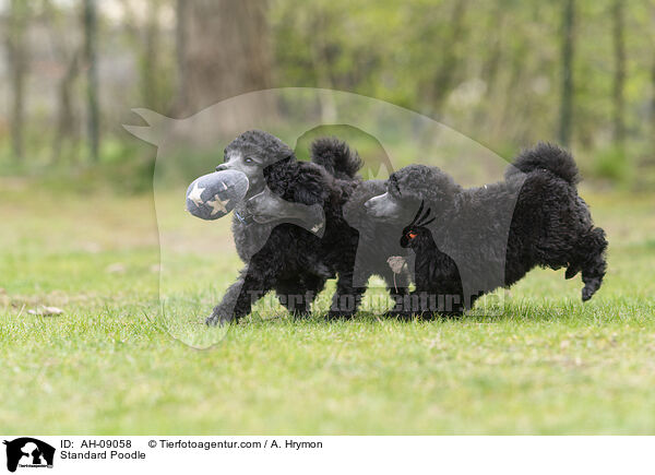 Kleinpudel / Standard Poodle / AH-09058