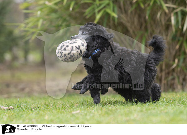 Kleinpudel / Standard Poodle / AH-09060