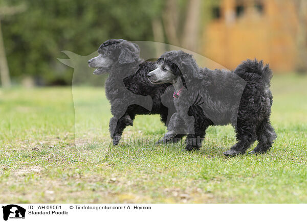 Kleinpudel / Standard Poodle / AH-09061
