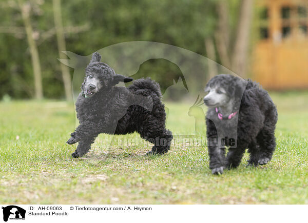 Kleinpudel / Standard Poodle / AH-09063