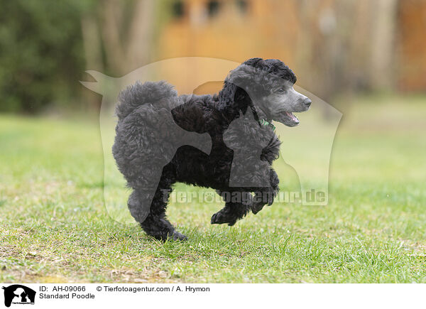 Kleinpudel / Standard Poodle / AH-09066