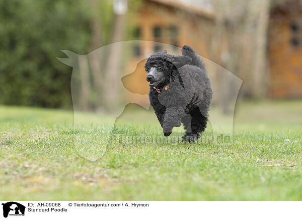 Kleinpudel / Standard Poodle / AH-09068