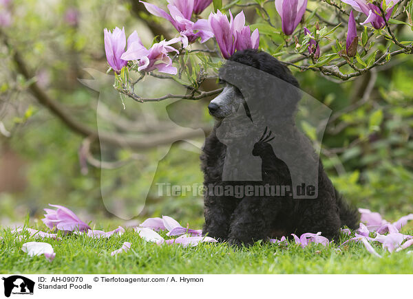 Kleinpudel / Standard Poodle / AH-09070