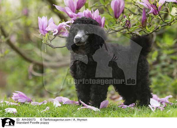 Kleinpudel Welpe / Standard Poodle puppy / AH-09073