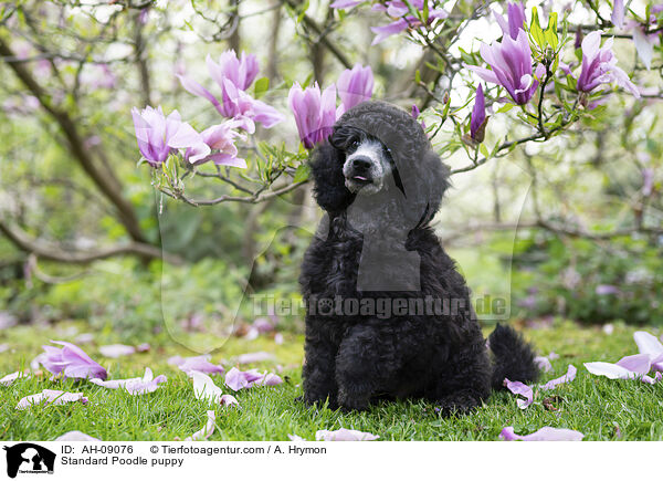 Kleinpudel Welpe / Standard Poodle puppy / AH-09076