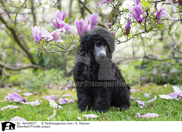 Kleinpudel Welpe / Standard Poodle puppy / AH-09077