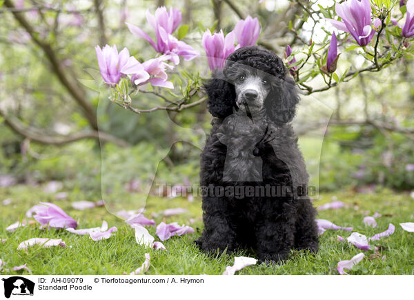 Kleinpudel / Standard Poodle / AH-09079