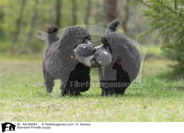 Kleinpudel Welpe / Standard Poodle puppy / AH-09084