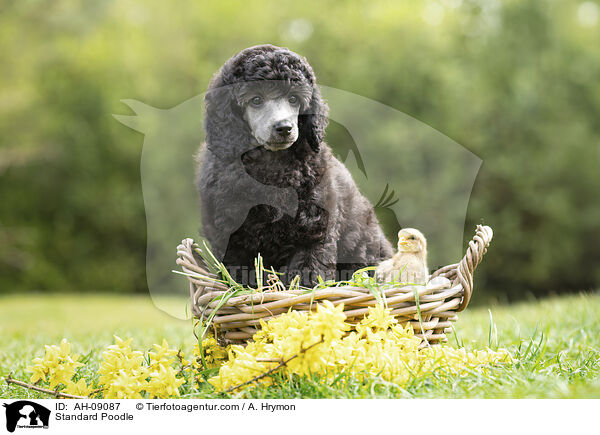 Kleinpudel / Standard Poodle / AH-09087