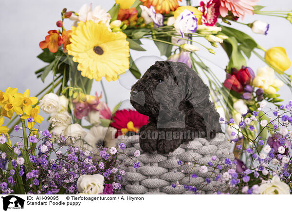 Kleinpudel Welpe / Standard Poodle puppy / AH-09095