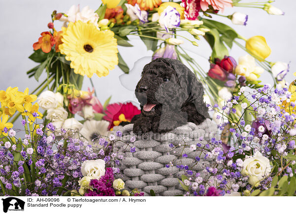 Kleinpudel Welpe / Standard Poodle puppy / AH-09096