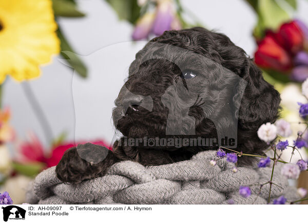 Kleinpudel / Standard Poodle / AH-09097