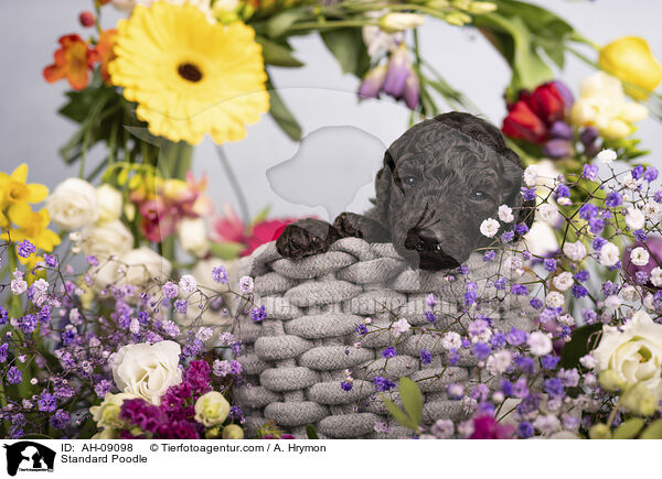 Kleinpudel / Standard Poodle / AH-09098