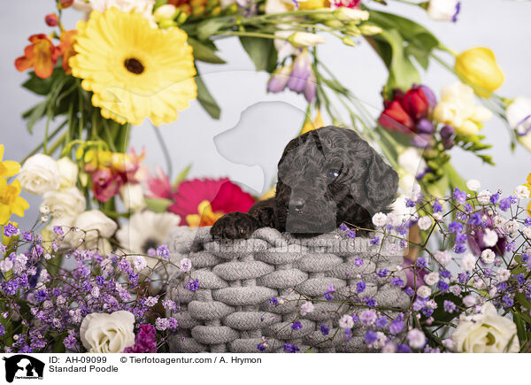 Kleinpudel / Standard Poodle / AH-09099