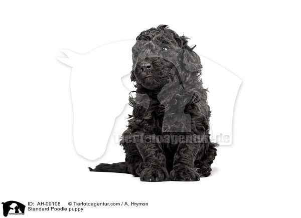 Kleinpudel Welpe / Standard Poodle puppy / AH-09108