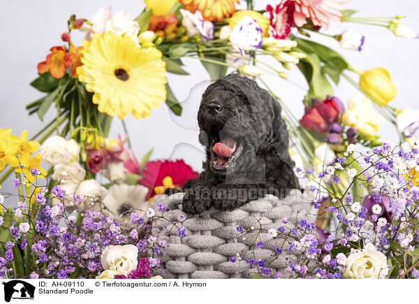 Kleinpudel / Standard Poodle / AH-09110