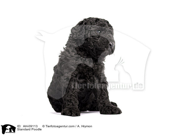 Kleinpudel / Standard Poodle / AH-09113