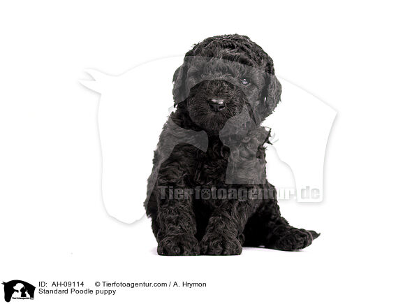 Kleinpudel Welpe / Standard Poodle puppy / AH-09114