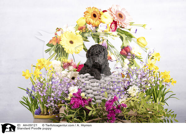 Kleinpudel Welpe / Standard Poodle puppy / AH-09121