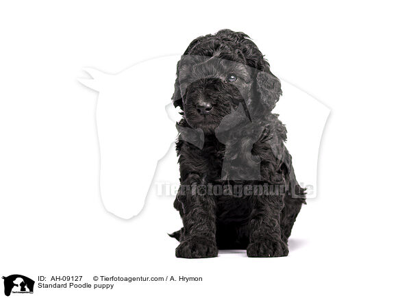 Kleinpudel Welpe / Standard Poodle puppy / AH-09127