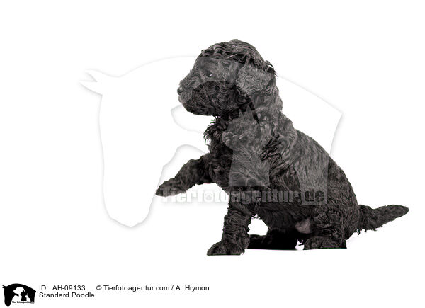 Kleinpudel / Standard Poodle / AH-09133