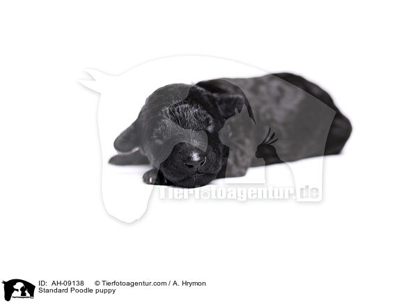 Kleinpudel Welpe / Standard Poodle puppy / AH-09138