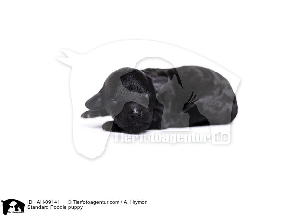 Kleinpudel Welpe / Standard Poodle puppy / AH-09141