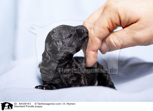 Kleinpudel Welpe / Standard Poodle puppy / AH-09143