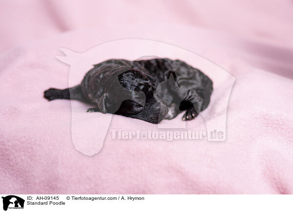Kleinpudel / Standard Poodle / AH-09145