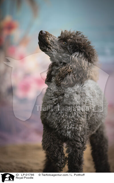 Kleinpudel / Royal Poodle / LP-01786