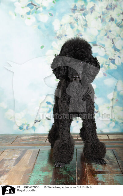 Kleinpudel / Royal poodle / HBO-07655