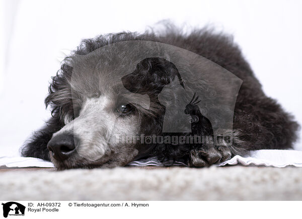 Kleinpudel / Royal Poodle / AH-09372