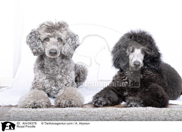 Kleinpudel / Royal Poodle / AH-09378