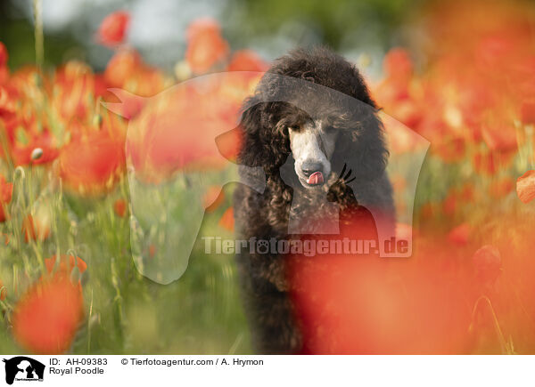 Kleinpudel / Royal Poodle / AH-09383