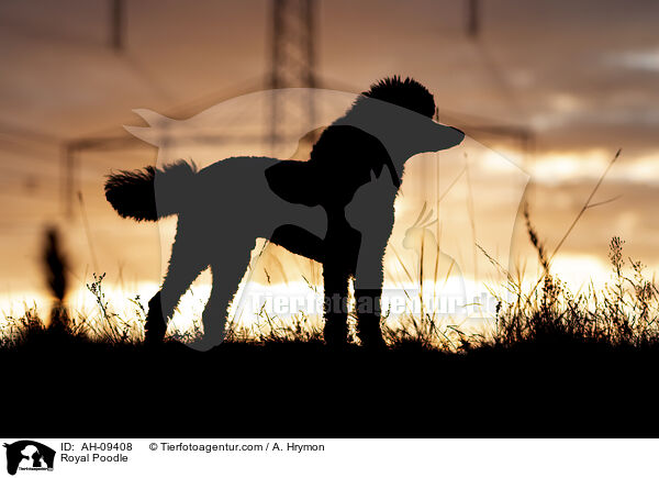 Kleinpudel / Royal Poodle / AH-09408