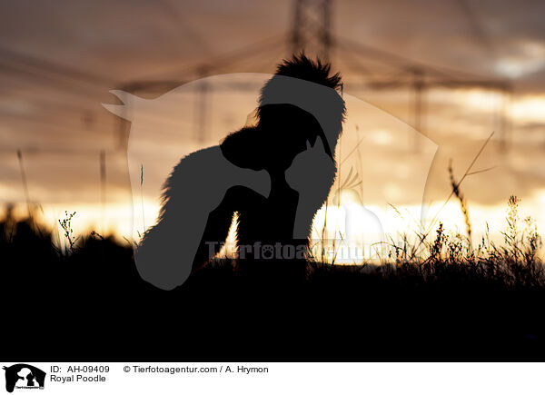 Kleinpudel / Royal Poodle / AH-09409
